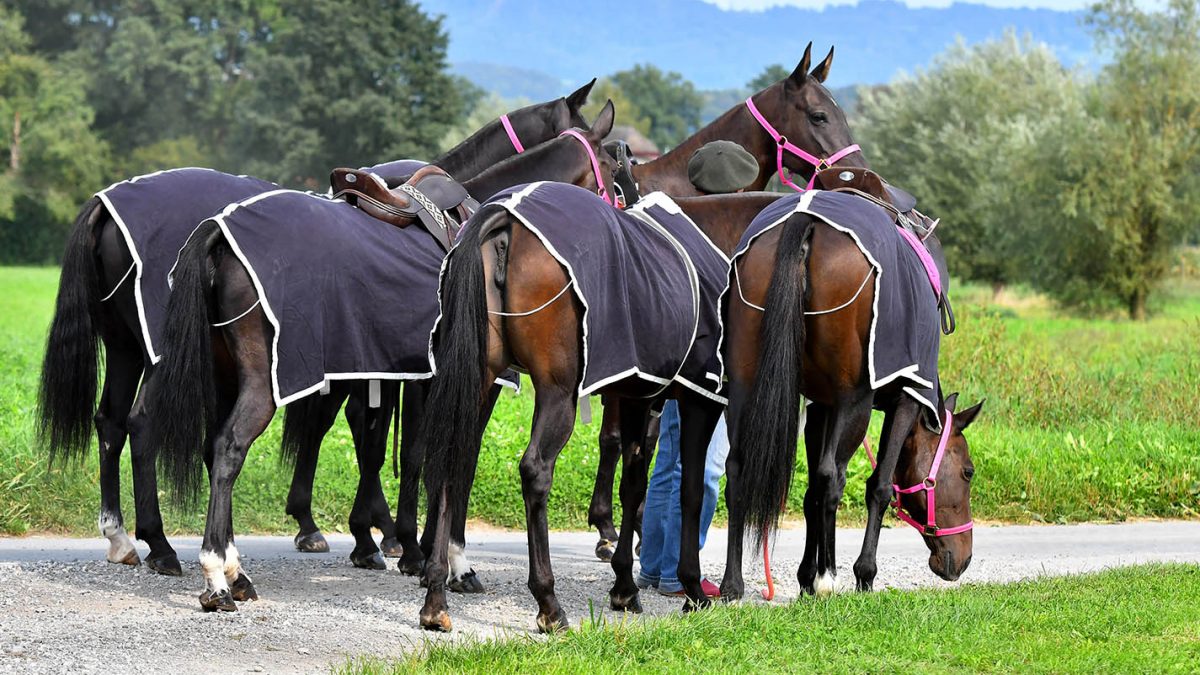 The best cooler rugs for horses