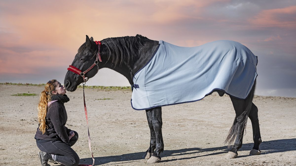 Top 5 Fly rugs for horses