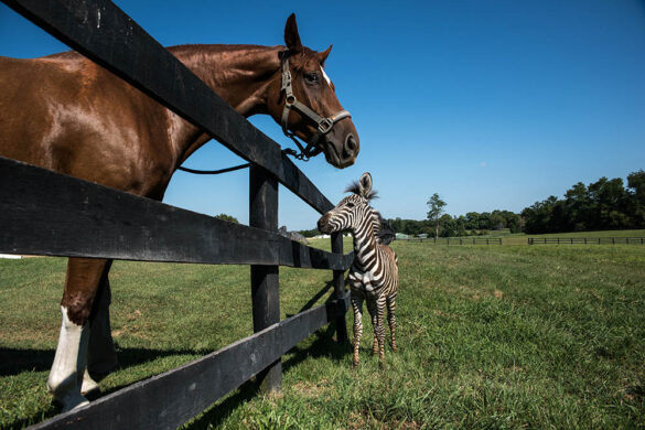 Koń i mała zebra