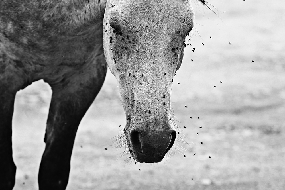 Top 5 best insect repellents for horses
