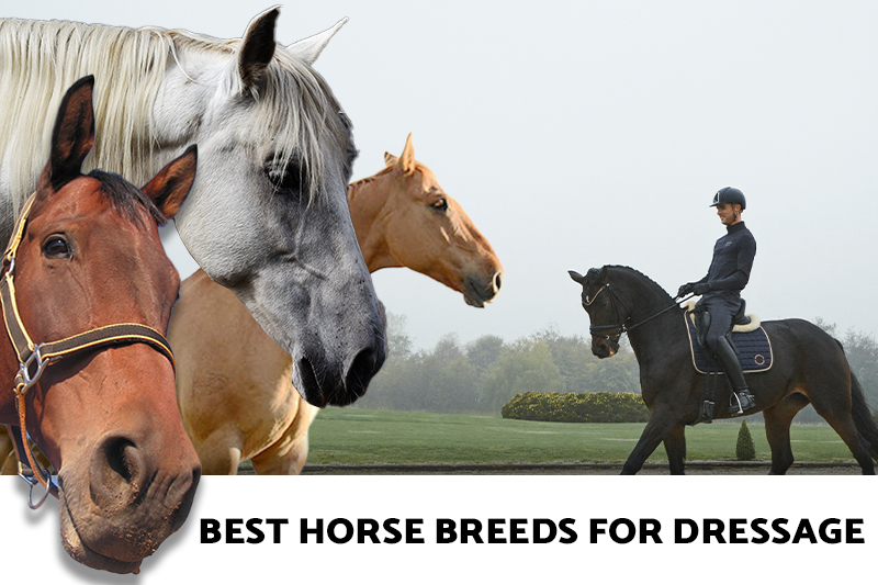Best horse breeds for dressage 