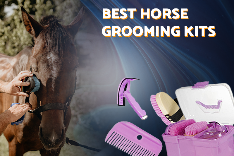 Best horse grooming kits