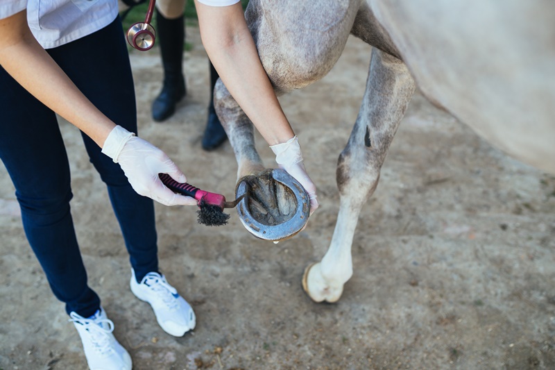 Why do horses wear shoes?