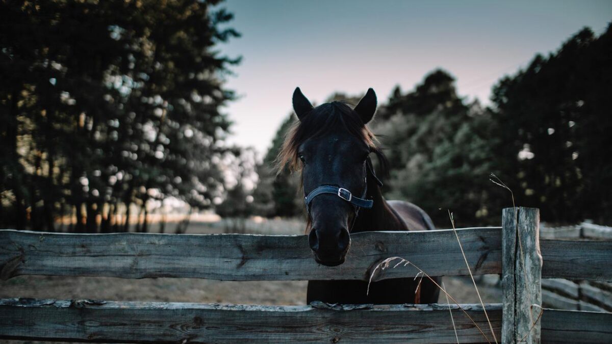 Are horses intelligent? How do they perform compared to other animals?