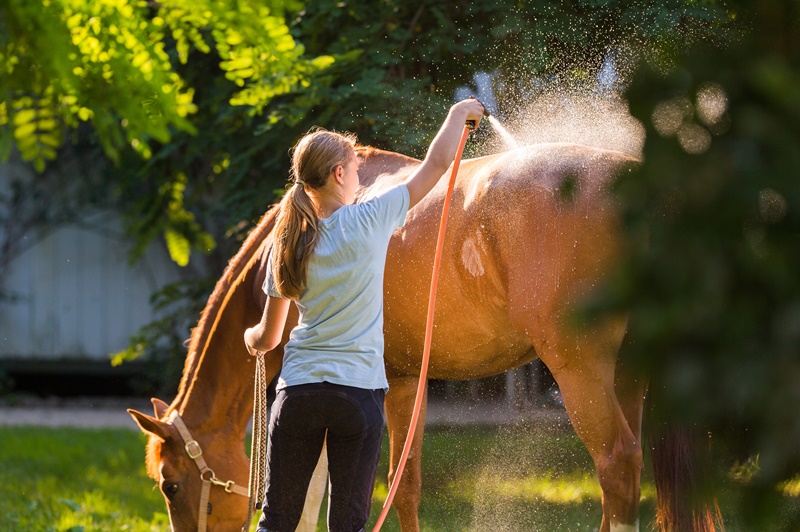 TOP 5 shampoos and conditioners for horses 