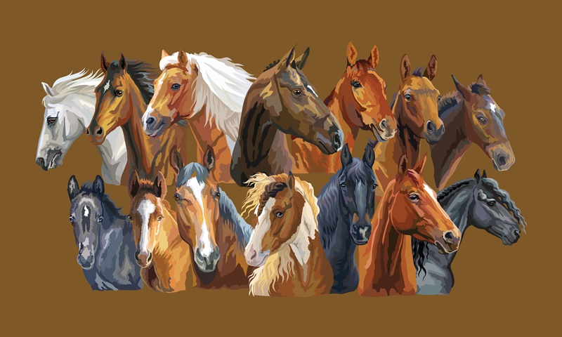 TOP 5 najpopularniejszych ras koni