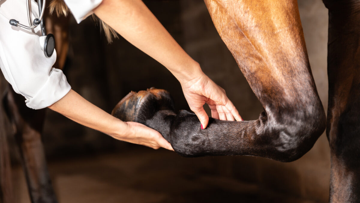 Best supplements for the horse’s joints