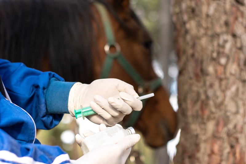 TOP 7 deworming products for horses